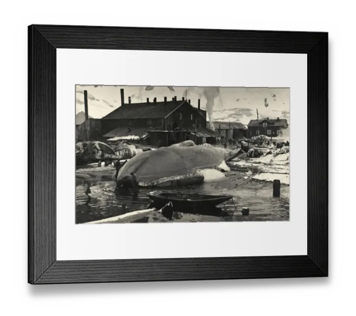 Framed Print : The flensing plan, Grytviken, South Georgia Framed Print : The flensing plan, Grytviken, South Georgia