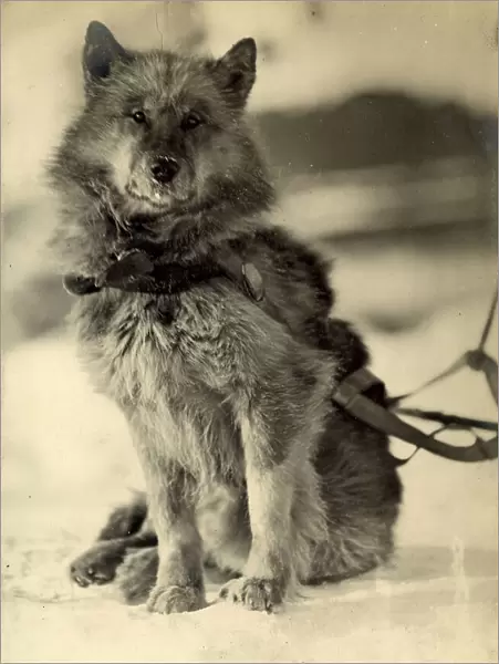 Portrait of the dog named Wolf wearing a harness