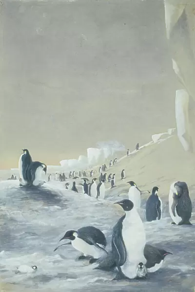 Emperor Penguins at Cape Crozier