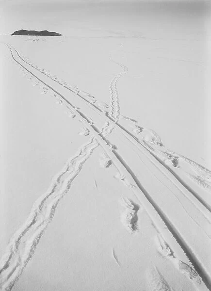 Adelie penguin track and sledge track crossing. December 8th 1911