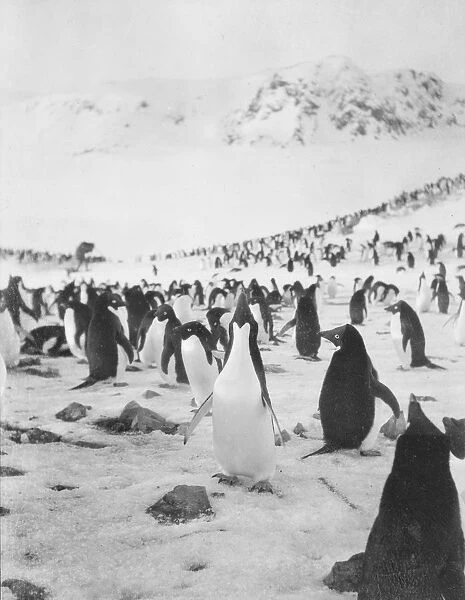 Adelie penguins. Scottish National Antarctic Expedition 1902-04