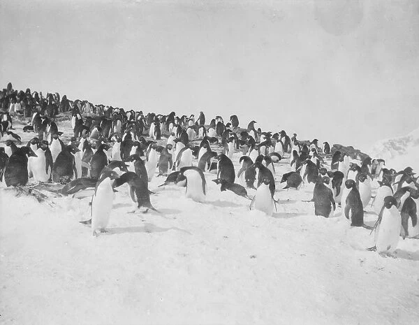 Adelie penguins. Scottish National Antarctic Expedition 1902-04