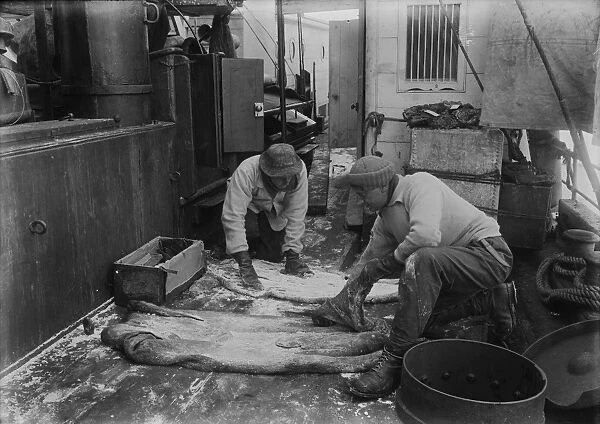 Dr. Wilson and Lt. Pennell salting seal skins. December 27th 1910