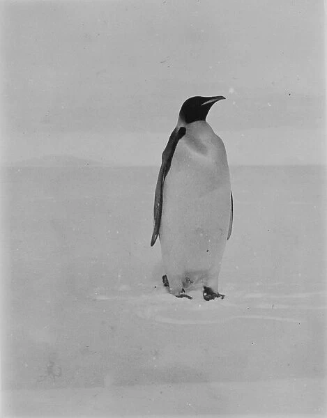 Emperor penguin. Photographer: Morrison, John Donald.