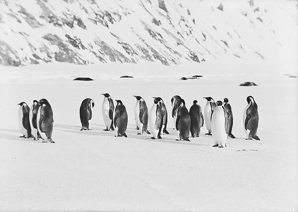 Emperor penguins #11605901 Framed Photos, Wall Art, Posters, Jigsaws