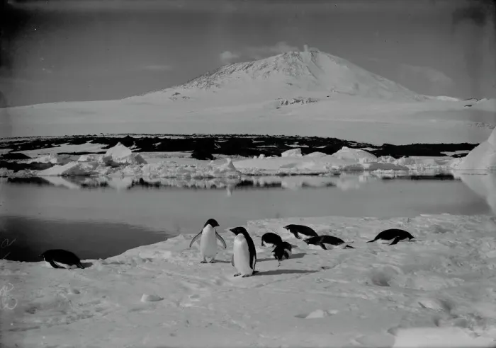 Framed Print : Group of Adelie penguins on an ice floe, with Mount Erebus in background. January 5th 1911