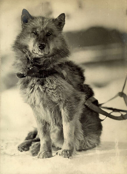Portrait of the dog named Wolf wearing a harness
