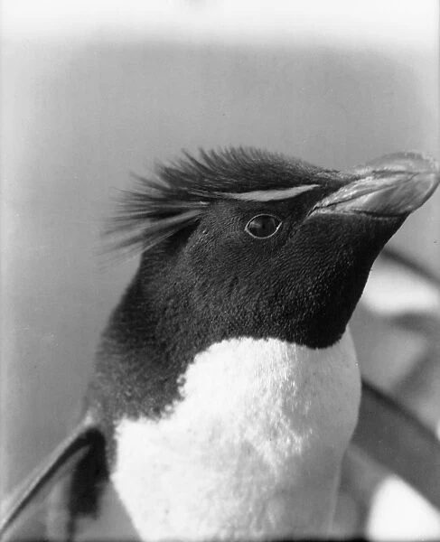 Rockhopper penguin. Photographer: Roberts, Brian Birley (1912-1978)