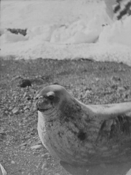 Weddell seal. Photographer: Morrison, John Donald.