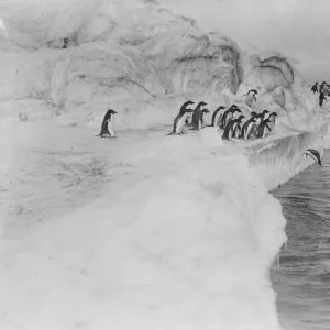 Adelie penguin dives from an ice shelf