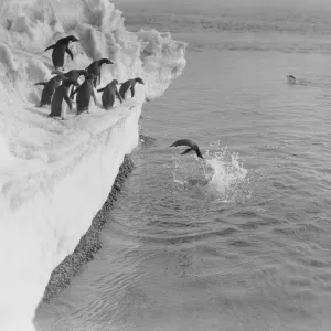 Adelie penguin dives from an ice shelf, others wait their turn