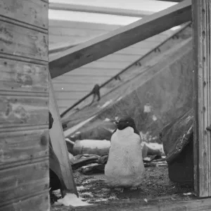 Adelie penguin, at doorway of a hut