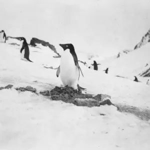 Adelie penguin on nest Adelie penguin on nest