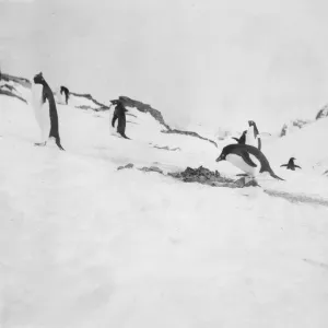 Adelie penguin on nest