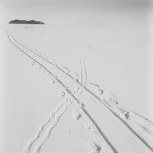 Adelie penguin track and sledge track crossing. December 8th 1911