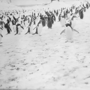 Adelie penguin, Waterboat Point, Paradise Bay