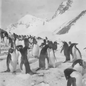 Adelie penguins