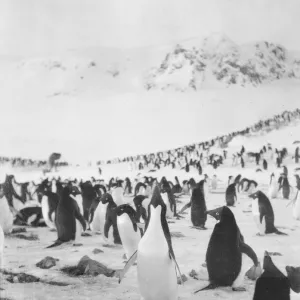 Adelie penguins