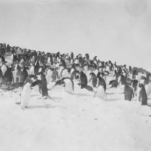 Adelie penguins Adelie penguins