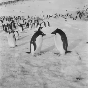 Adelie penguins Adelie penguins