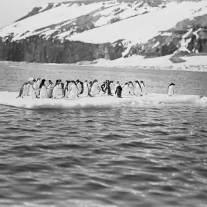 Adelie penguins on an ice floe