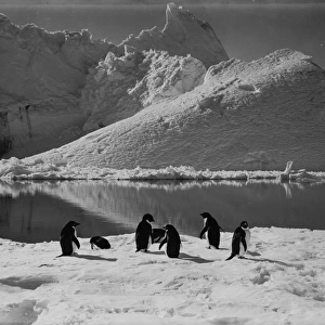 Adelie penguins and an iceberg. January 7th 1911