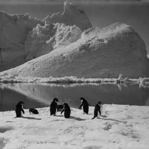 Adelie penguins and an iceberg. January 7th 1911