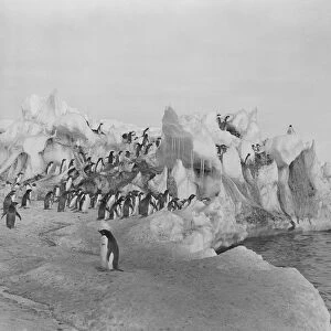 Adelie penguins standing on weatherd ice