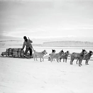 Dr Atkinsons dog team landing stores from the Terra Nova. December 2nd 1911