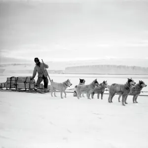 Dr Atkinsons dog team landing stores from the Terra Nova. December 2nd 1911