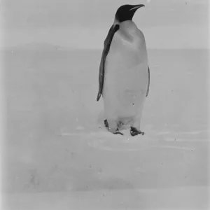 Emperor penguin