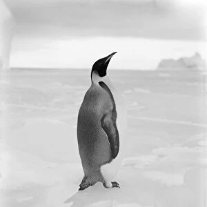 Emperor penguin, April 1st 1911