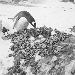 Gentoo penguin with egg on nest