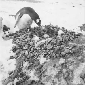 Gentoo penguin with egg on nest