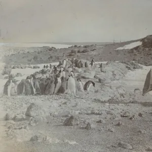 Gramophone with loudspeaker playing to penguins