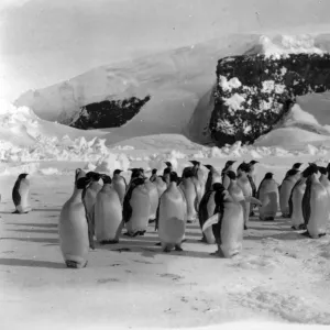 Group of Emperor Penguins on the ice with snow covered rocks in background