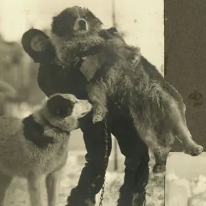 Hussey with Samson and another dog