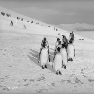 King Penguins, Bay of Isles