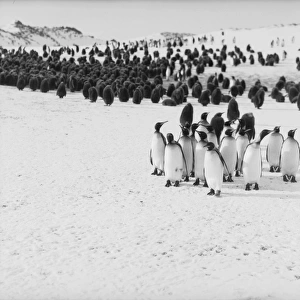 King Penguins, Bay of Isles, Antarctica
