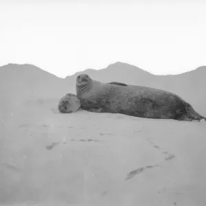 Mother and baby seal