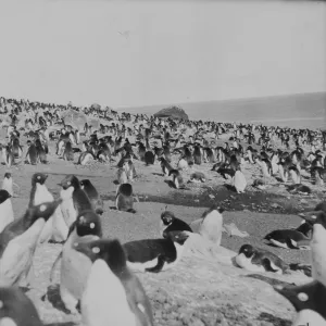 Penguins on the beach, Franklin Island