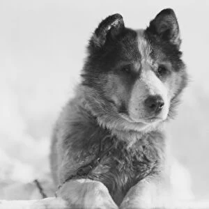 Portrait of the sledge dog Vida