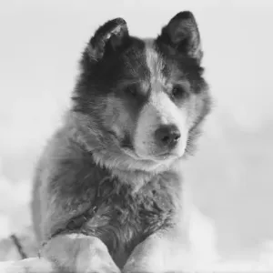 Portrait of the sledge dog Vida Portrait of the sledge dog Vida
