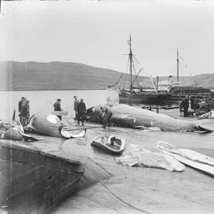 Quest at Vaag, Faroes. Whales on plan