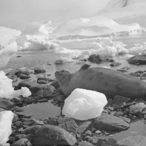 Sea Elephant, Waterboat Point, Paradise Bay