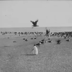 Skua gulls and Penguins on Franklin Island