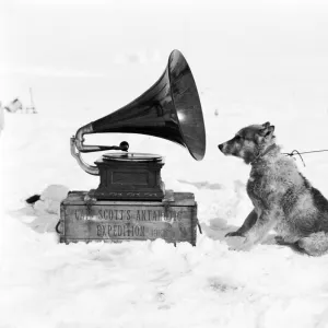 The sledge dog Chris and the Gramophone