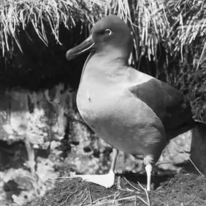 Albatros à plumage noir se tient près du nid.