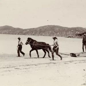 Training one of the ponies for the Expedition, Quail Island, New Zealand, Dec 1907