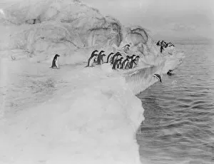 George Murray Levick Collection: Adelie penguin dives from an ice shelf